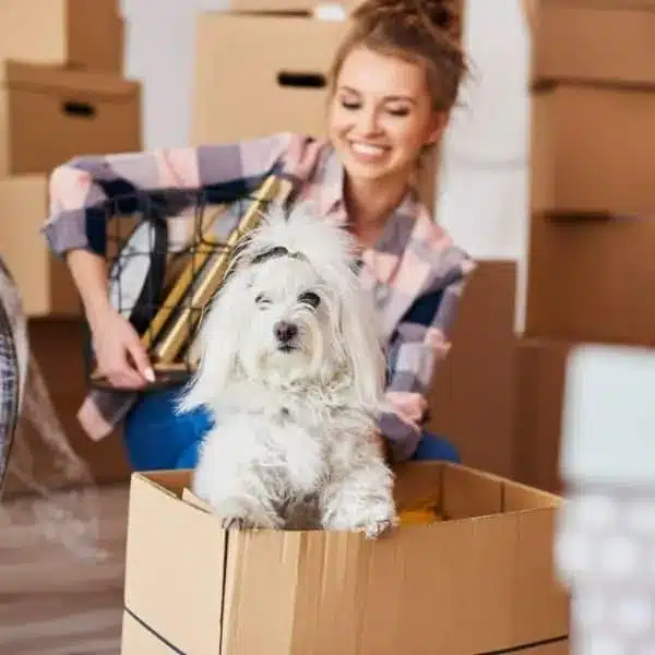Move-cleaning-6-ezgif.com-optiwebp white dog coming out of a cardboard box